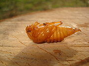 060008j0-7031-180x135.jpg