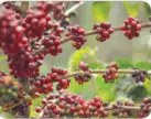 060008y8-35a7-172x136.png
