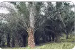 060008yz-8d21-203x134.png