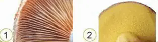 060009ua-93bc-313x84.png