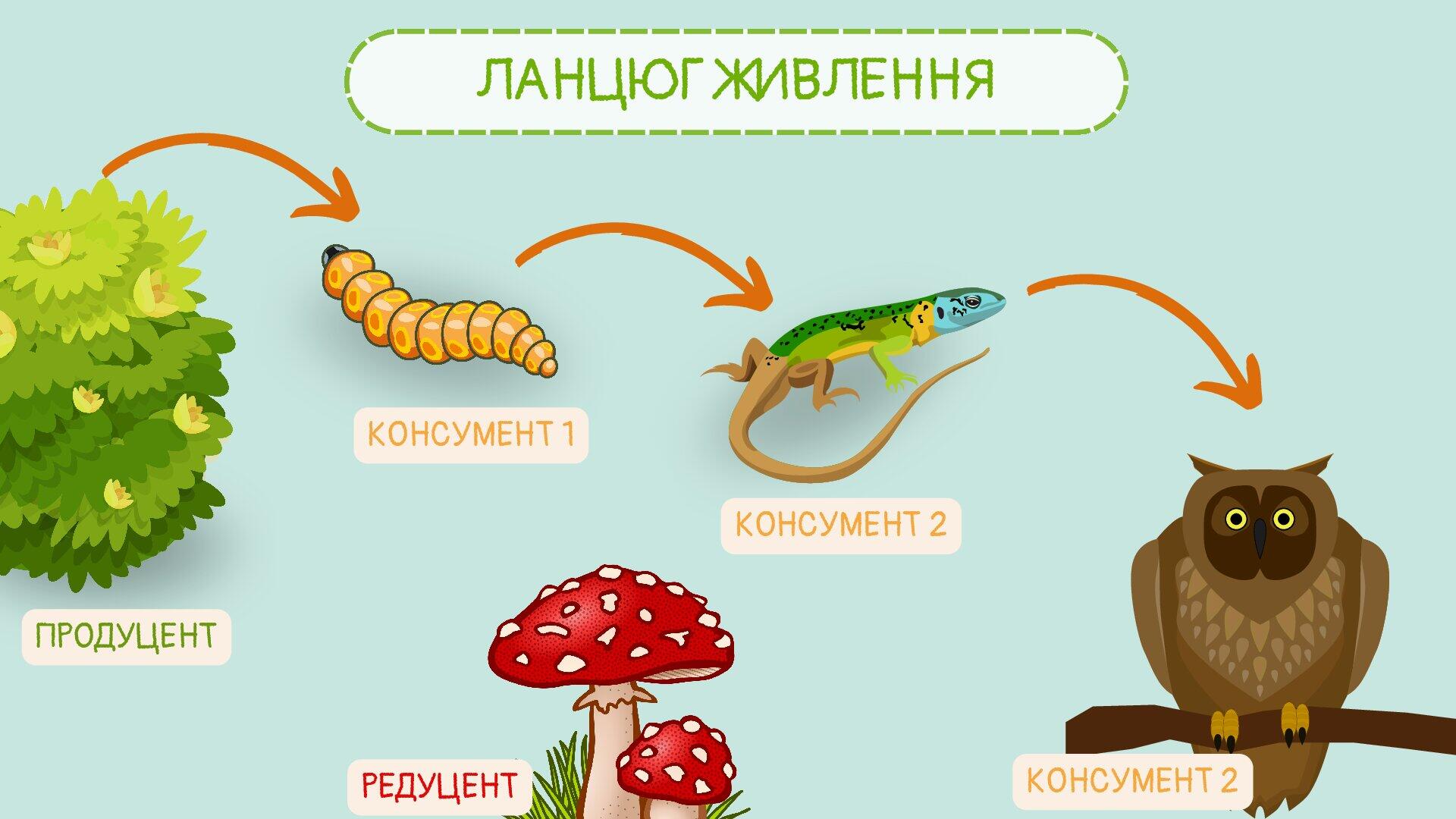 Ілюстрації, схеми "Ланцюг живлення" | Інтерактивні матеріали. Пізнаємо ...