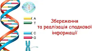Збереження та реалізація спадкової інформації