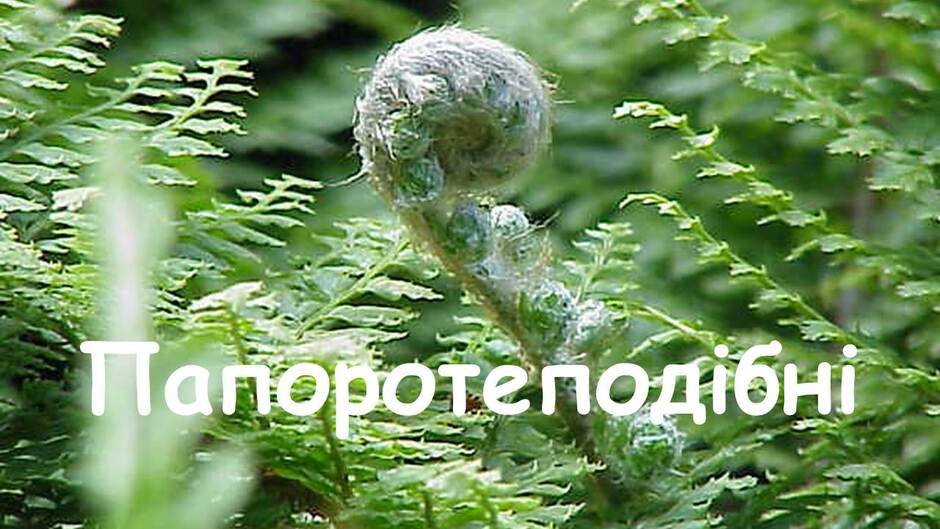 06000cri-51d0-940x529.jpg