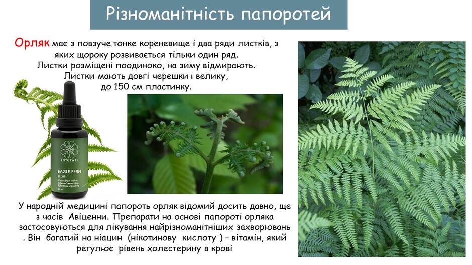 06000cvo-855c-940x529.jpg