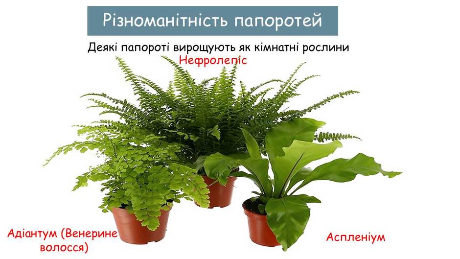 06000cvp-037b-940x529.jpg