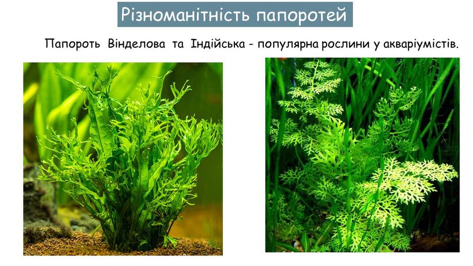 06000cvs-c70c-940x529.jpg