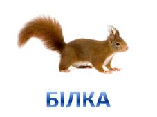 06000s1n-2c68-227x170.jpg