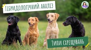 10 кл. Задачі. Гібридологічний аналіз: основні типи схрещувань та їхні наслідки