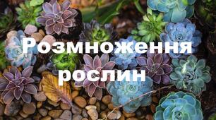  6 клас ПР№2. Розмноження рослин
