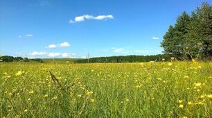 Презентація "Луки - природне угруповання. 3 клас"
