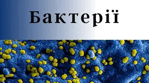 Бактерії. Підготовка до НМТ 2024