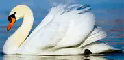 060019u2-624b-181x88.png
