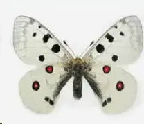 06001arl-fac4-208x179.png