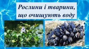 Рослини і тварини, що очищують воду