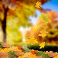 06001rl2-24fb-100x100.jpg