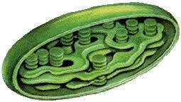 06001unk-ba00-255x145.jpg