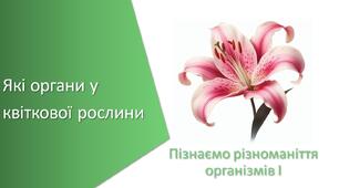 Тест з уроку Пізнаємо природу для 5 класу на тему «Які органи у квіткової рослини»