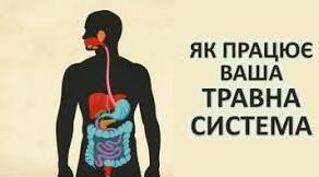 Як перетравлюється їжа