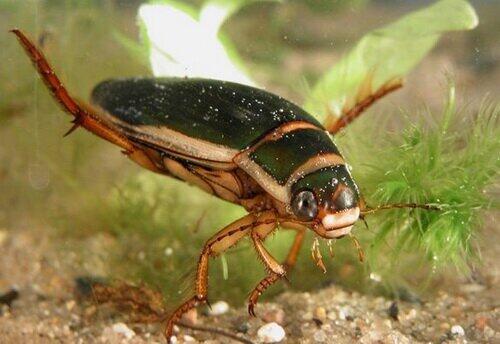 Тороп С.О. Плавунець облямований (Dytiscus marginalis)