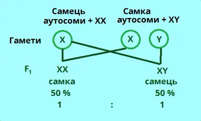 статеве розмноження2.png
