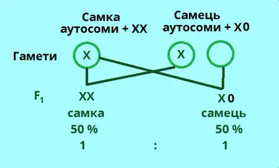статеве розмноження3.png