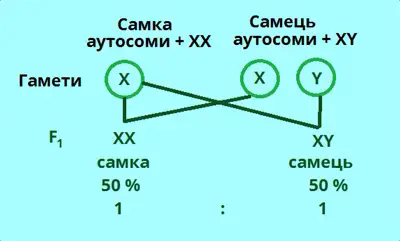 статеве розмноження.png