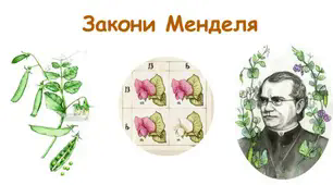 Закони Менделя. Домінування ознак. Розчеплення ознак. Незалежне успадкування ознак