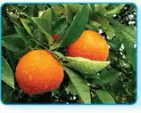 060035ou-a20c-158x127.png