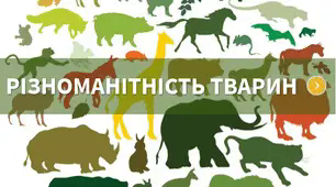 Діагностична робота "Різноманітність тварин"