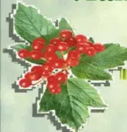 06003b51-df38-180x186.png