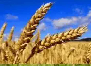 06003b6c-2161-187x136.png