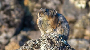 Методичний матеріал з предмету Я досліджую світ на тему: "Тварини тундри"
