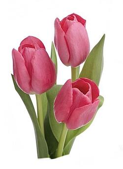 06003jot-73d9-250x344.jpg