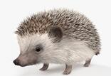 06003lb0-d312-156x107.jpg