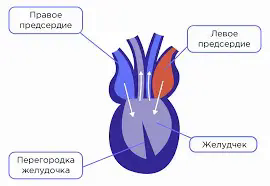 Класс Пресмыкающиеся или Рептилии. Отряды пресмыкающихся | Биология 7 класс