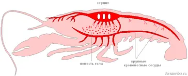 Общее строение пресноводного (аквариумного) рака