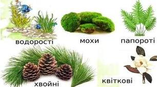 Впізнай рослину
