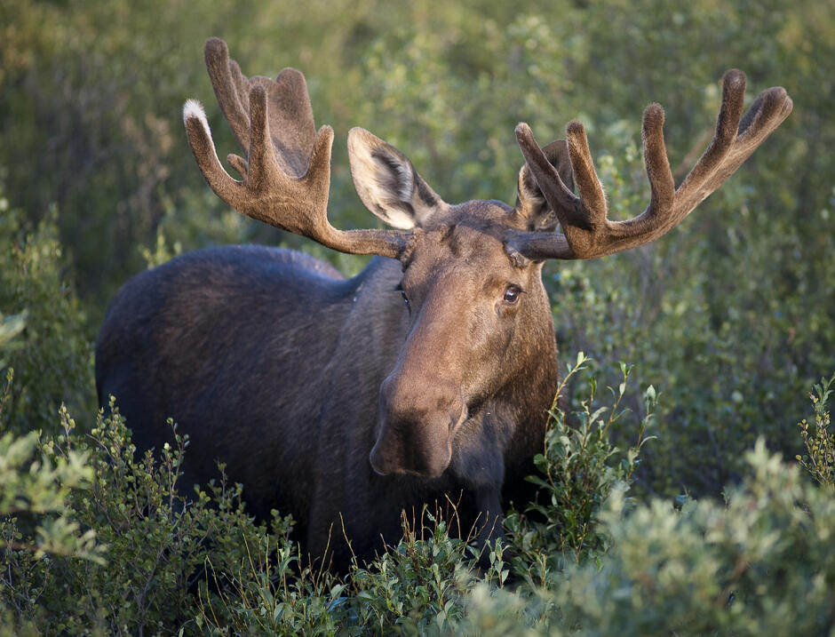 06003nv0-0815-940x717.jpg