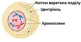 Мітоз — урок. Біологія, 9 клас.