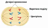 Мітоз — урок. Біологія, 9 клас.
