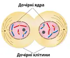 Мітоз — урок. Біологія, 9 клас.