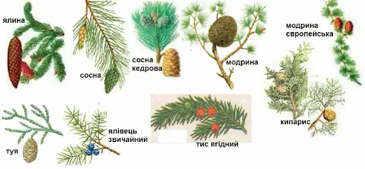 Відділ Голонасінні, або Пінофіти, загальна характеристика ...