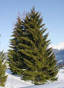06003qwl-8c2a-220x304.jpg