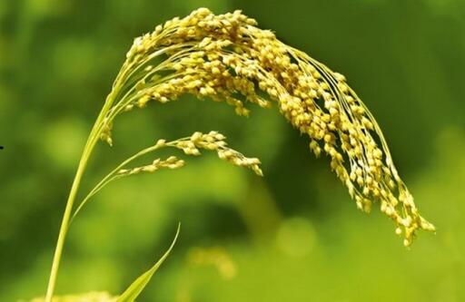 Нестабильная культура: будут ли аграрии сеять просо - AgroPortal.ua