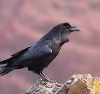Крук (Corvus corax). Птахи України.