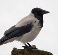 Ворона сіра (Corvus cornix)