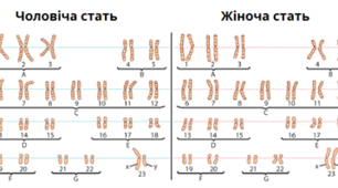 Регуляція активності генів в еукаріотичній клітині. Каріотип людини та його особливості