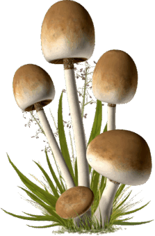 060048pu-8d84-223x339.png