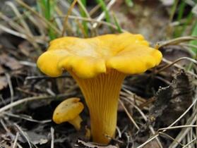 060048rk-b1d6-279x210.jpg