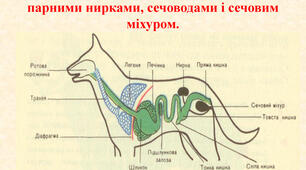 Виділення у тварин